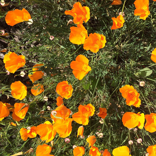 Photo - Woodland Estates California Poppies&conn=none